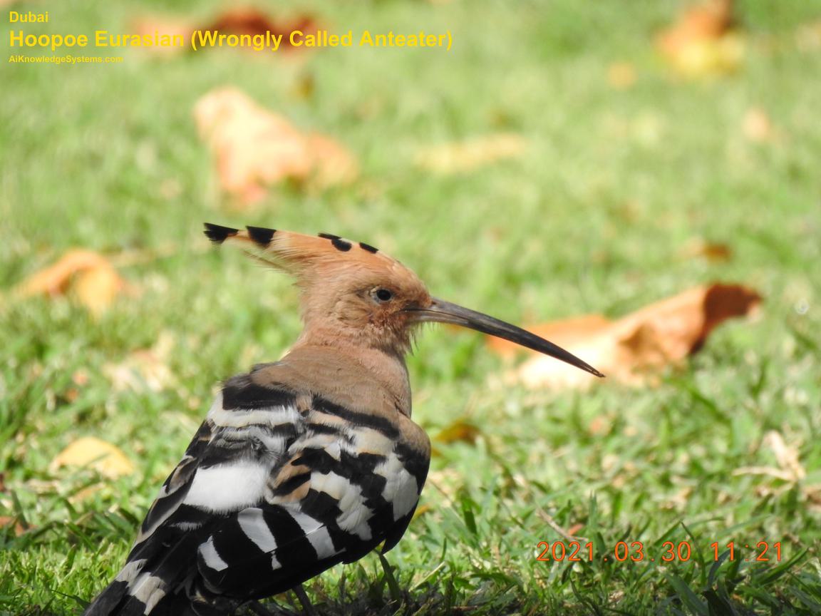 Hoopoe Eurasian (17) Coming Soon